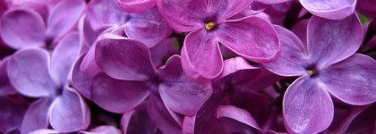 The Witcher: сирень и крыжовник