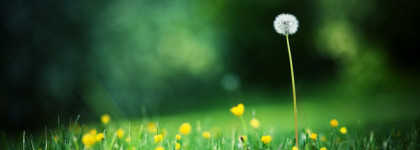 Marc Jacobs Marc Jacobs - вино из одуванчиков