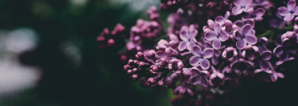 En Passant Frederic Malle и другие ароматы на тему сирени