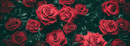 Hatria Angela Ciampagna — роза в карамели