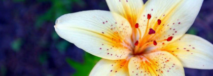 Voyage Onirique Du Papillon De Vie Salvador Dali — лилии в молоке