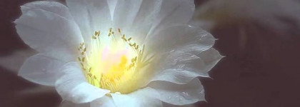 Fleurs etincelantes Maison des Fragrances дурманящие цветы