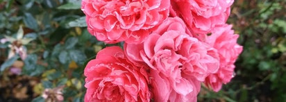 Rosa Folia ID Parfums. Меланхоличные розы
