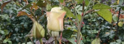 Rosa Folia ID Parfums. Меланхоличные розы