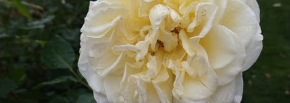 Rosa Folia ID Parfums. Меланхоличные розы