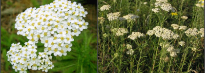 Nettle & Wild Achillea Jo Malone. Полевые цветы запутались венком в волосах