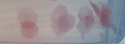 JayJun - нежность цветущей сакуры