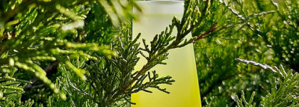 Masaki Matsushima mat; homme