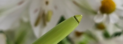 RAD Plenty Will Do Eye & Lip в оттенке 002 Yellow