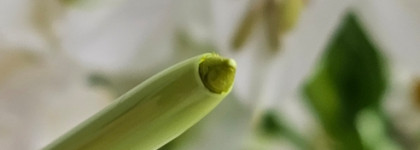 RAD Plenty Will Do Eye & Lip в оттенке 002 Yellow