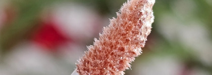 Жидкие тени Vivienne Sabo Grande Premiere в оттенке Золотой