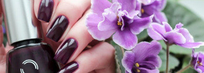 Dance Legend Сливовое желе