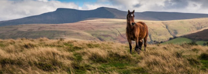 Maria Candida Gentile - Barry Lyndon. Прогулка по вересковой пустоши