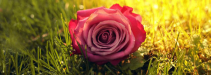 Душистые травы с Luberon Maria Candida Gentile