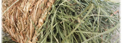 Душистые травы с Luberon Maria Candida Gentile