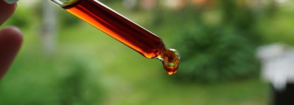 The Ordinary Pycnogenol 5% Serum