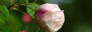 Алхимия розы. Cinabre от Maria Candida Gentile