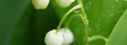 Ландыши и шоколад. By Kilian My Kind Of Love - Kissing