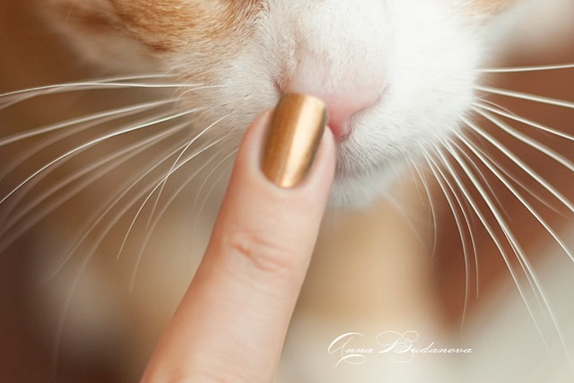 NailLOOK Trends 31353 Chameleon + стемпинг BP-L 003