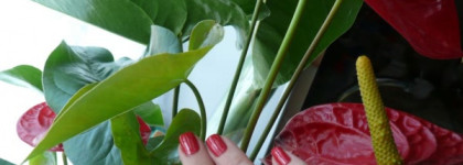 Chanel Le Vernis Nail Colour 605 Tapage - лак компромисс