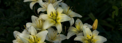 Serge Lutens Un Lys , EDP - если вы любите лилии