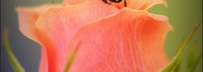 Sa Majeste la Rose Serge Lutens- хрустальный мост соединяющий да и нет, мечты и реальность