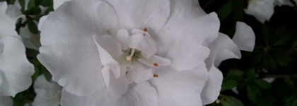 Alaia Paris Alaïa eau de parfum