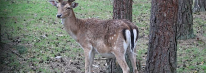 Kenzo L`eau Intense Pour Femme eau de parfum