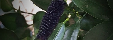 Хотелось бы объема, но и так сойдёт…или о туши Alverde XXL volumen №010 Schwarz