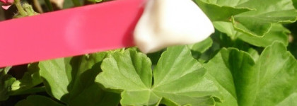 Mizon, Black Snail, All In One Cream - он классный