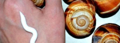 THE Saem Dr. Beauty Snail Cleansing- очищающий крем с муцином улитки