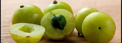 Борьба с патологическим облысением и алопецией. Часть первая