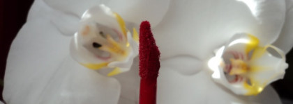 Бескомпромиссный красный. Nouba Millebaci Long Lasting Cream Color #7