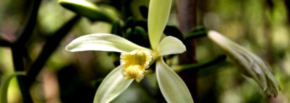 Невероятный. Cinema YSL edp