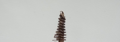 Бровей много не бывает. Givenchy Mister Brow Filler #02 Blonde