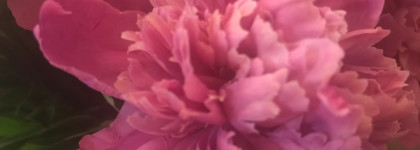 Reflexion Pivoine - о настоящих пионах