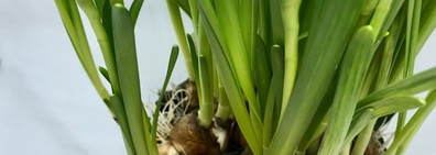 Ostara Penhaligon's London - жидкая весна во флаконе