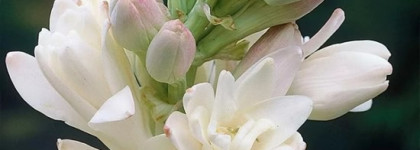 Чувственный цветок Доминика Ропийона Carnal Flower Frederic Malle EDP