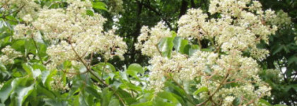 Musk Intense EVODY Parfums