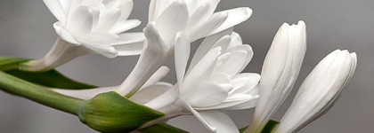 Tom Ford Tubereuse Nue