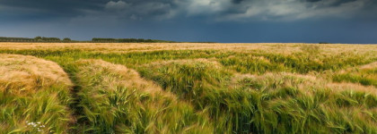 Le Mat Mendittorosa Parfum