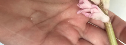 Organic Zone Гель для умывания для сухой и чувствительной кожи лица