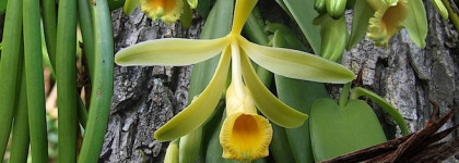 Sylvaine Delacourte Vanori