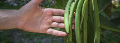 Sylvaine Delacourte Vanori