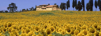 ПодСолнечный O.p.i The "It" Color NL B66