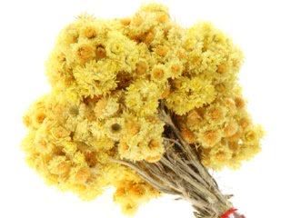 Бессмертник в Blanche Immortelle Atelier Cologne
