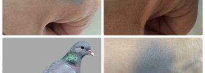 Dolce&Gabbana Perfect Mono Cream Eye Colour # Elegance 80