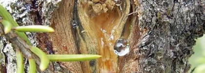 Мужские ароматы для меня. Yatagan и Yuzu Man от Caron