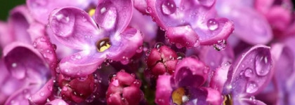 Lilac Love Amouage аромат пряной сирени