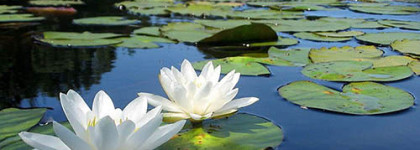 Категорически отрицаю наличие "огурцов" в Reflection Woman Amouage